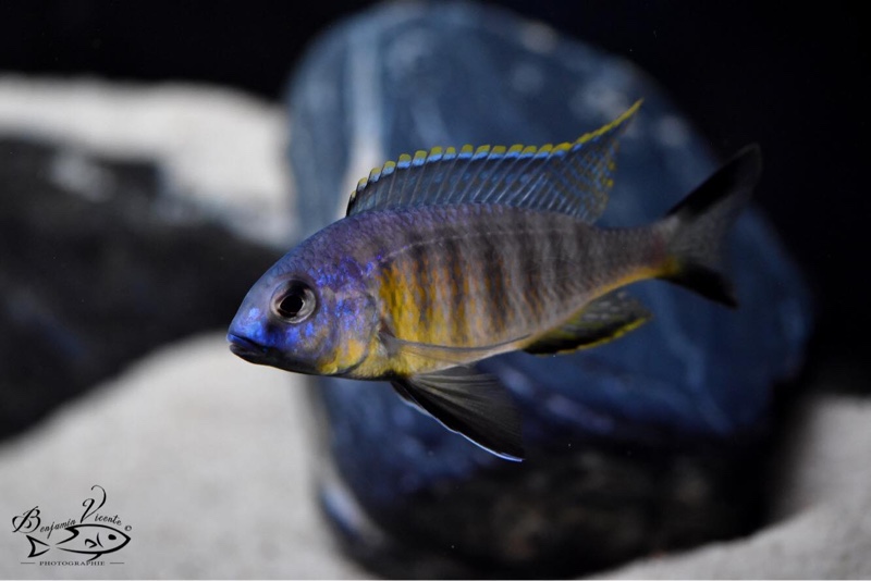 Lethrinops sp. 'auritus lion' Lion's Cove